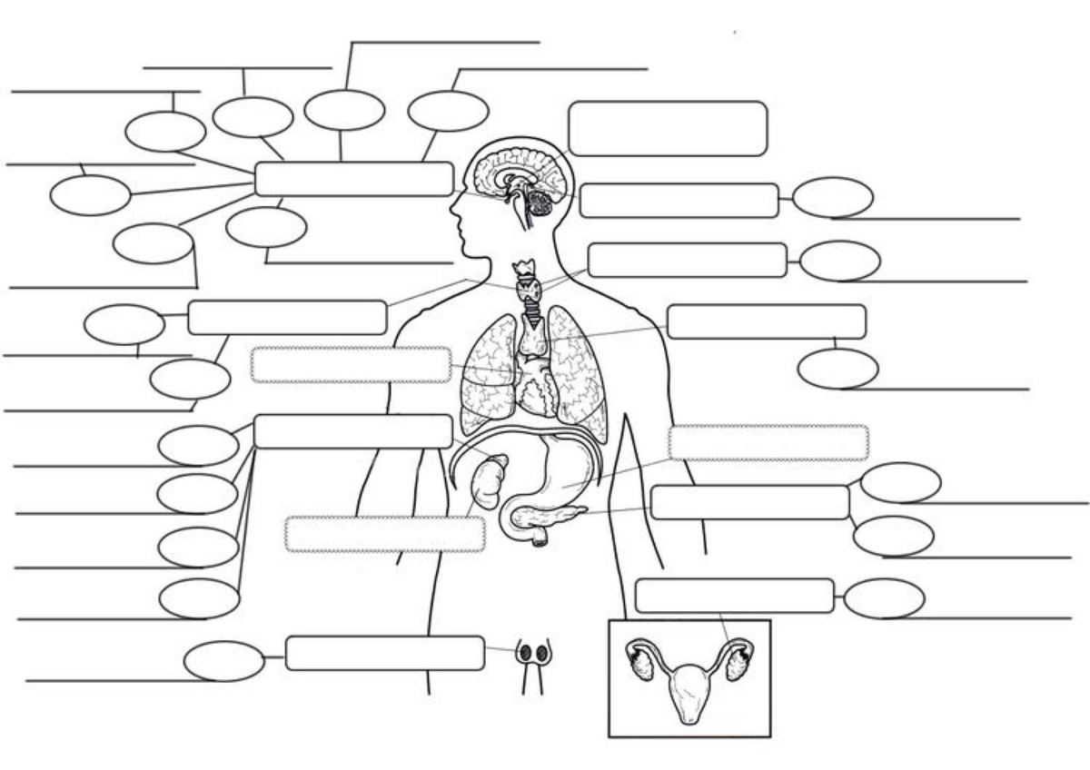 Learning with anatomy - BSC 216 - Studocu