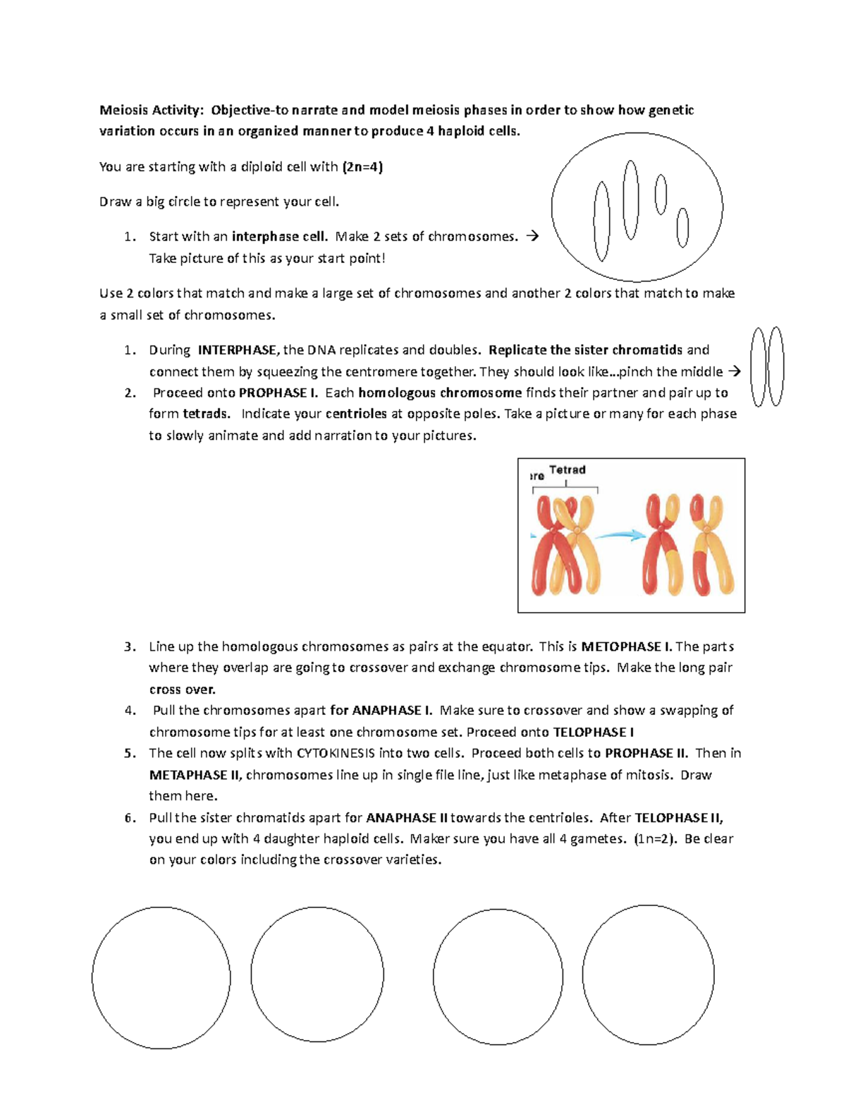 Copy of Meiosis Activity - Meiosis Activity: Objective-to narrate and ...