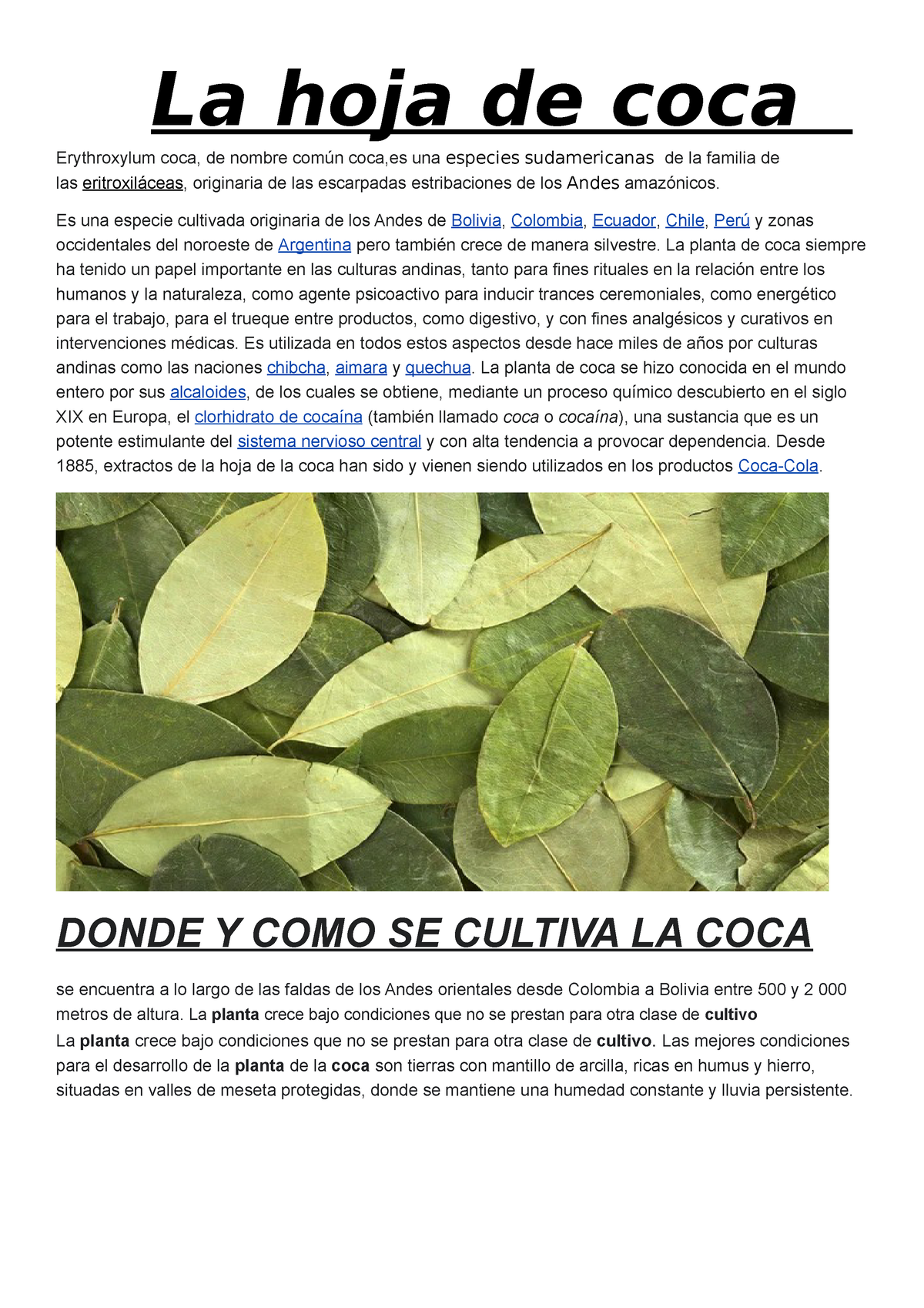 La hoja de coca Erythroxylum coca Es una especie cultivada originaria