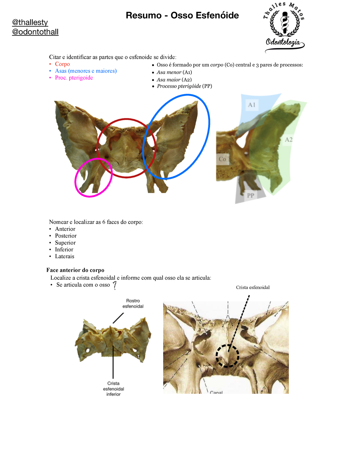 Osso Esfenoide - Resumos - Citar E Identificar As Partes Que O ...