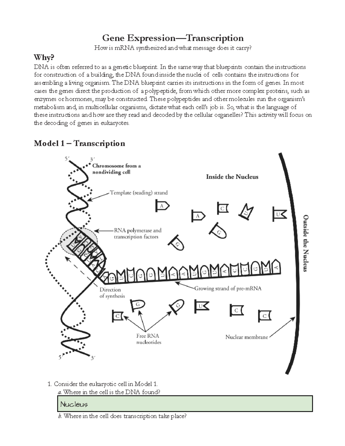 Gene Expression Transcription Worksheet Gene Expression 