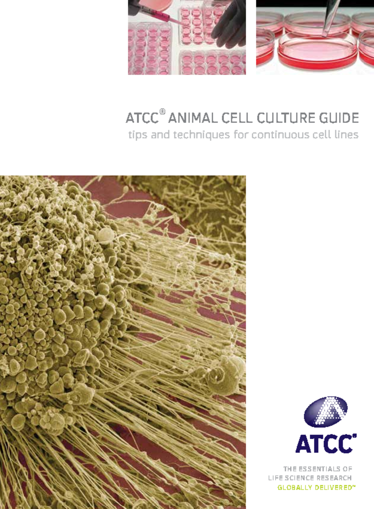 Anim Cell Culture Guide - ATCC ® ANIMAL CELL CULTURE GUIDE tips and ...