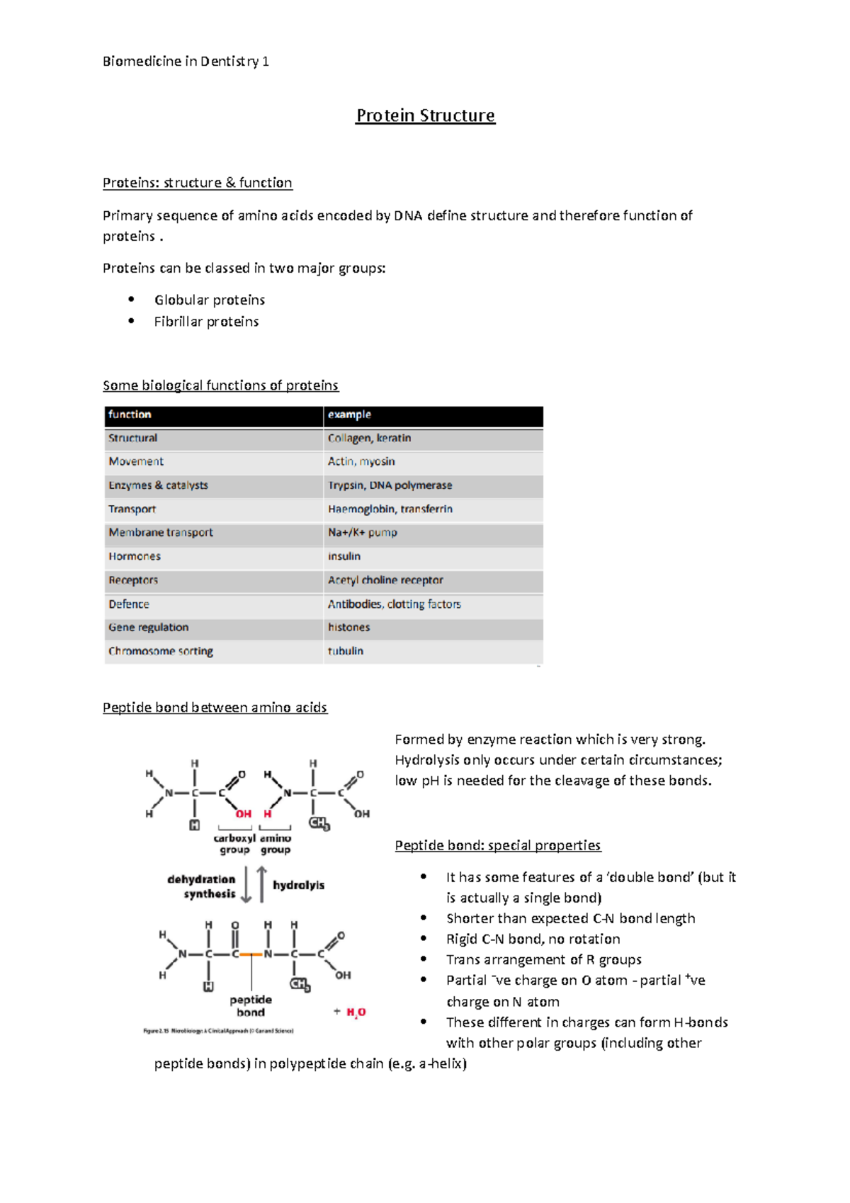 2. Protein Structure Protein Structure Proteins structure & function