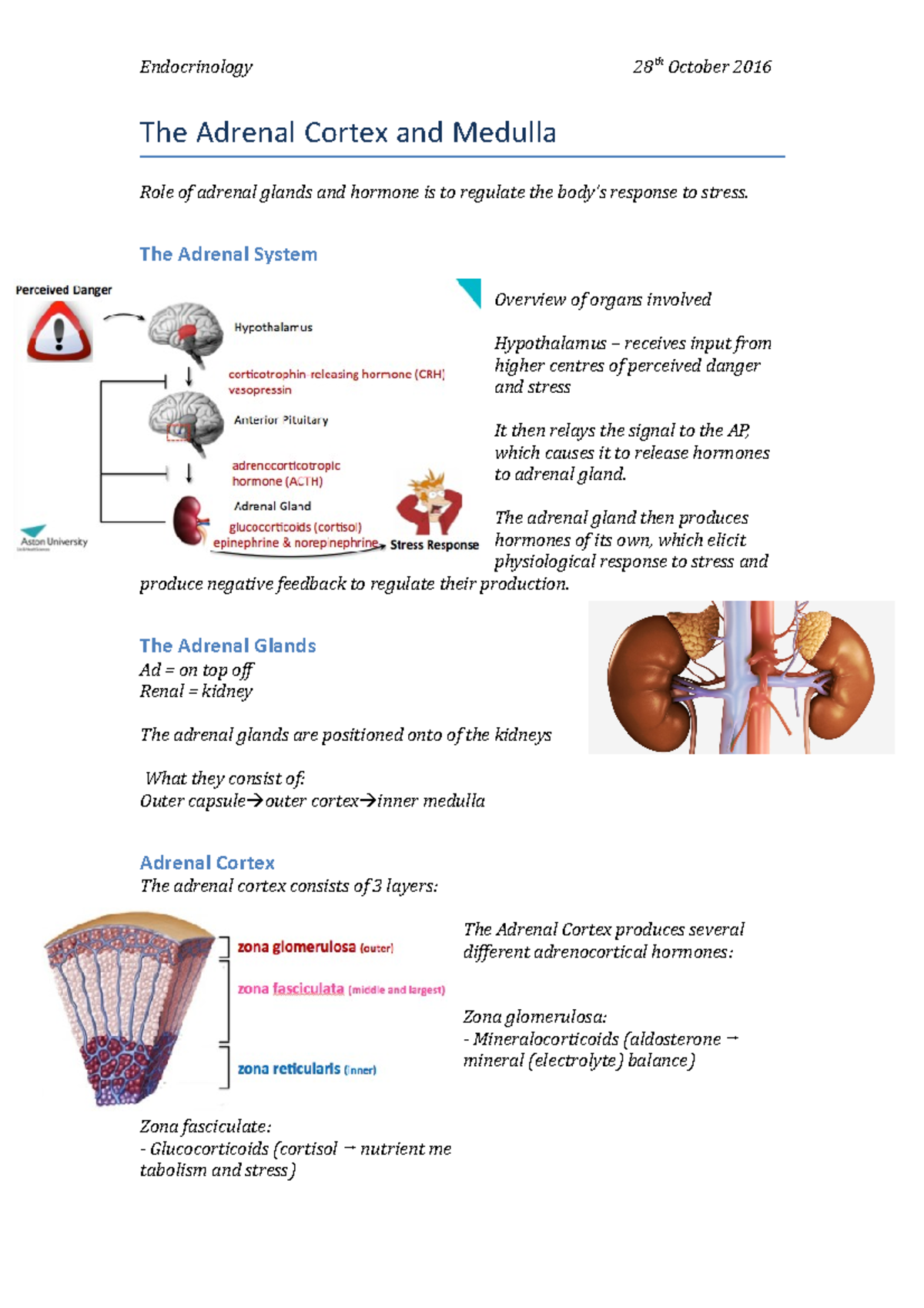The Adrenal Cortex and Medulla Biology Diagrams