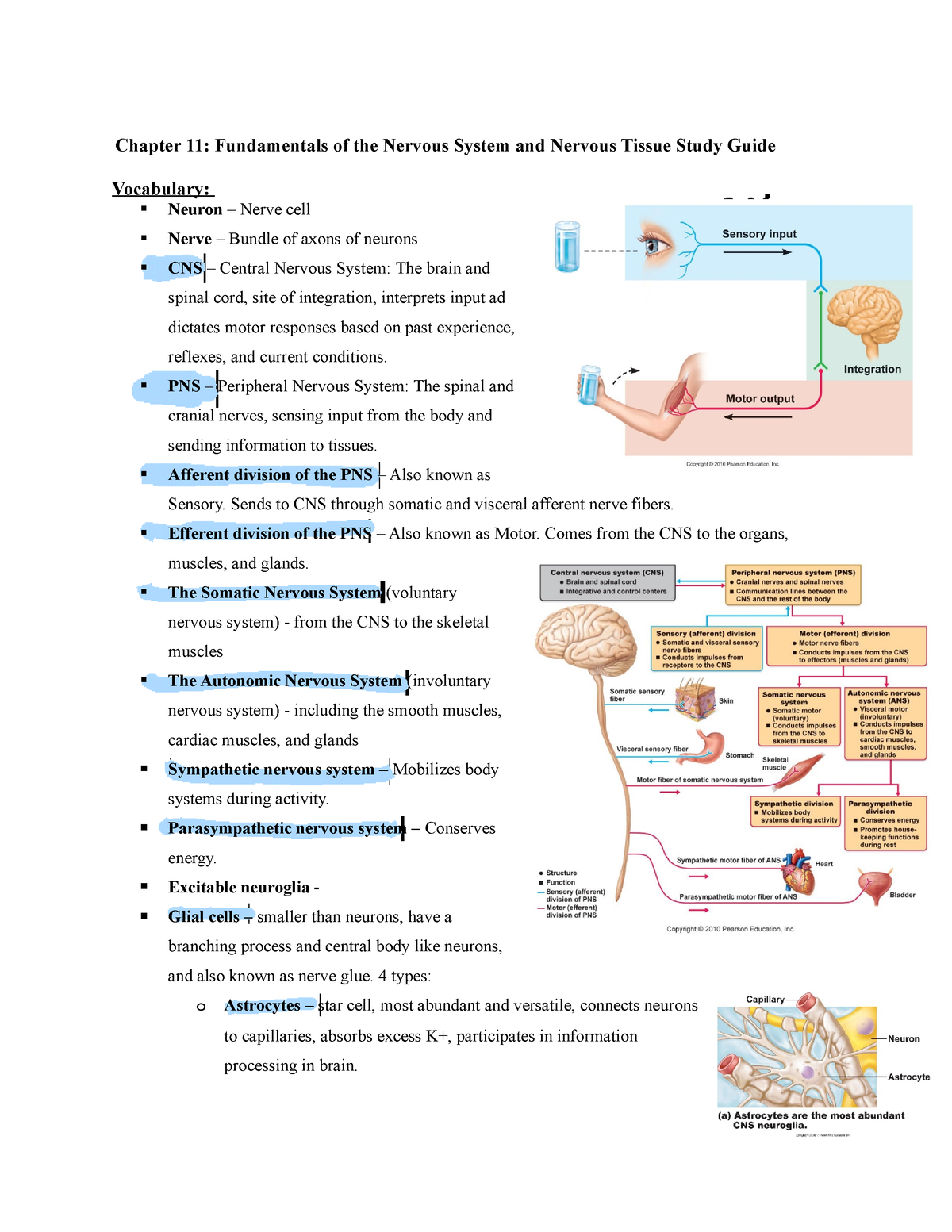 Chapter Fundamentals Of The Nervous System And Nervous Tissue Study Guide Pns Peripheral
