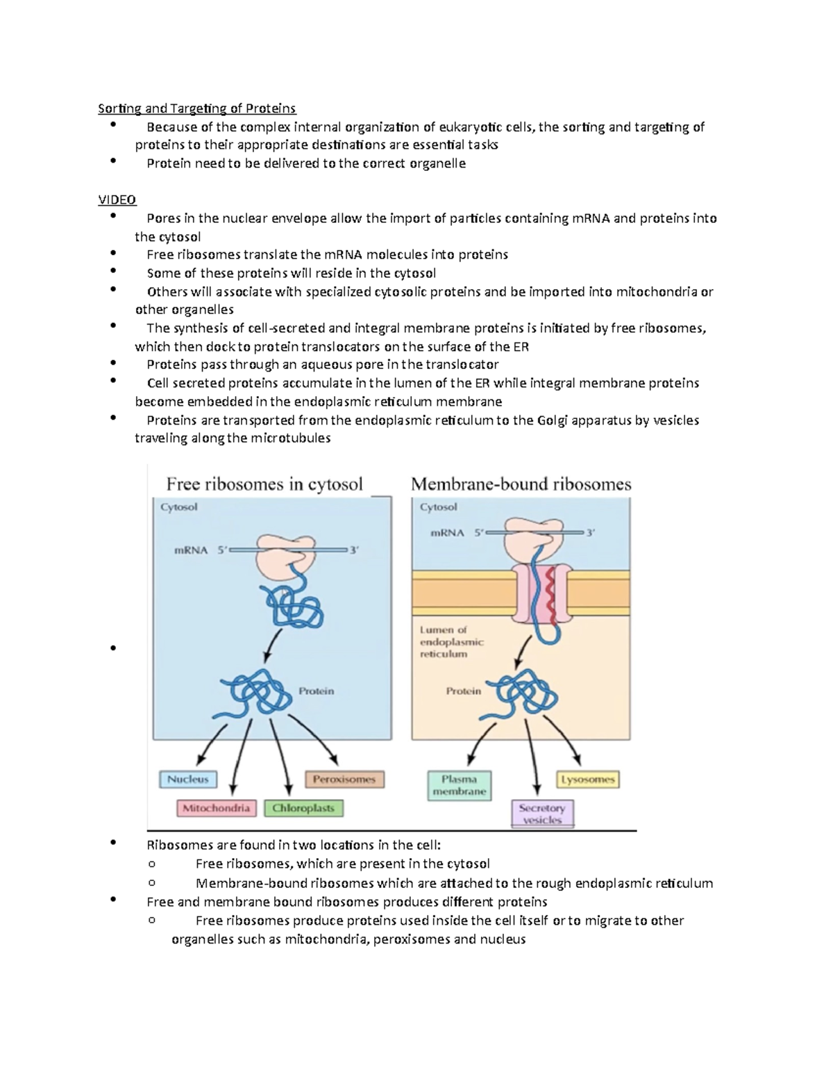 Sorting and Targeting of Proteins - Soring and Targeing of Proteins ...