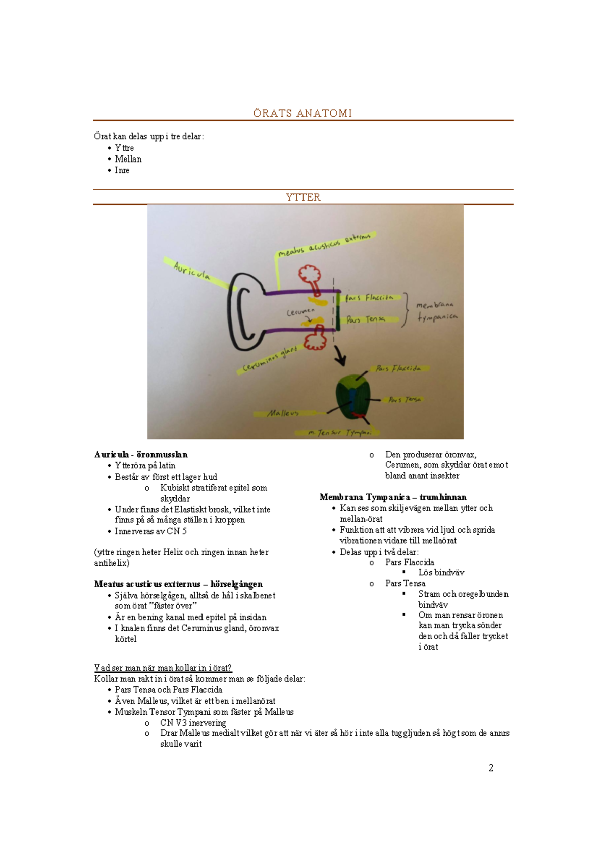 Örats anatomi - ÖRATS ANATOMI Örat kan delas upp i tre delar: x Yttre x ...