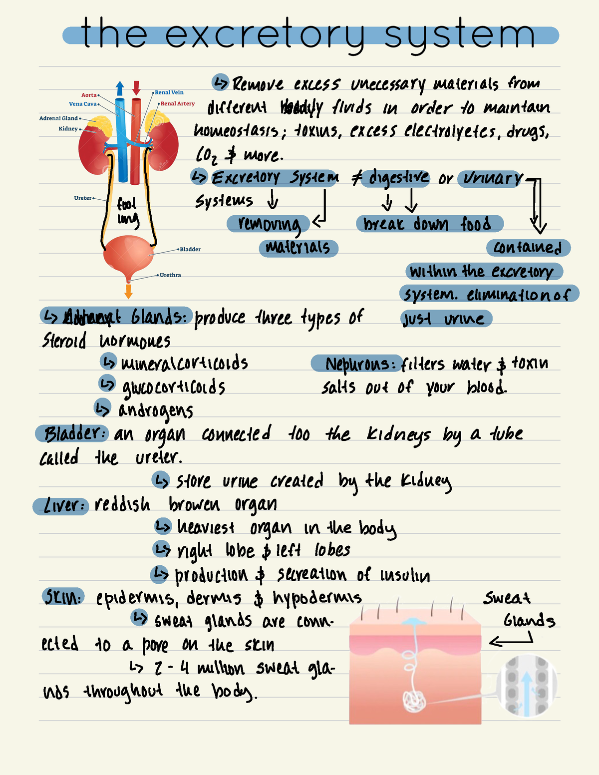 Excretory System - Remove excess unecessarymaterials from different ...