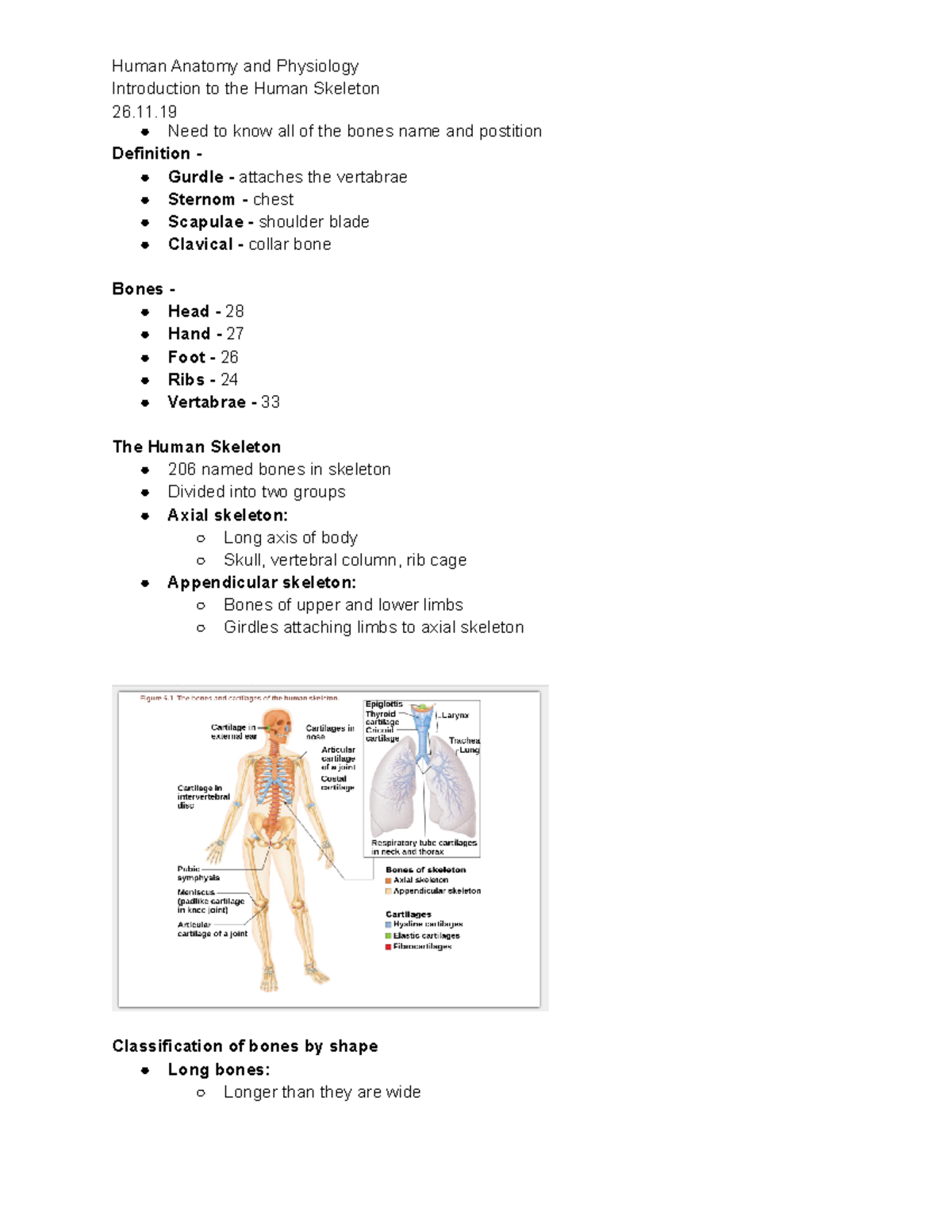 The Introduction to the Human Skeleton - Need to know all of the bones ...
