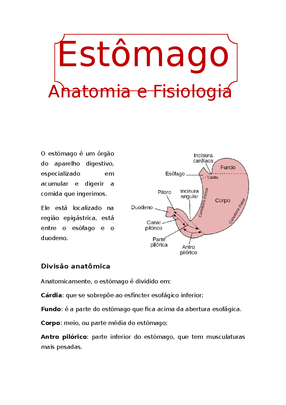Estômago - res - Estômago Anatomia e Fisiologia O estômago é um órgão ...