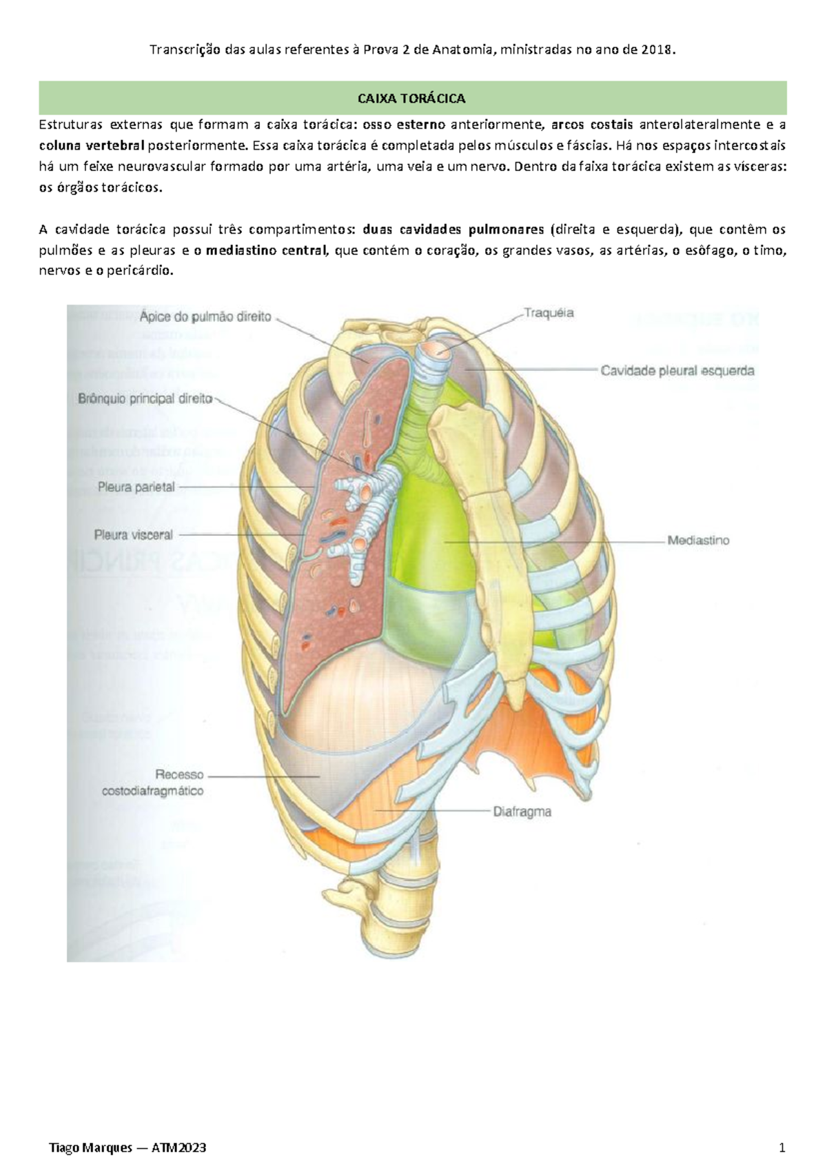 Resumo de Anatomia para a segunda prova - Warning: Popup annotation has ...