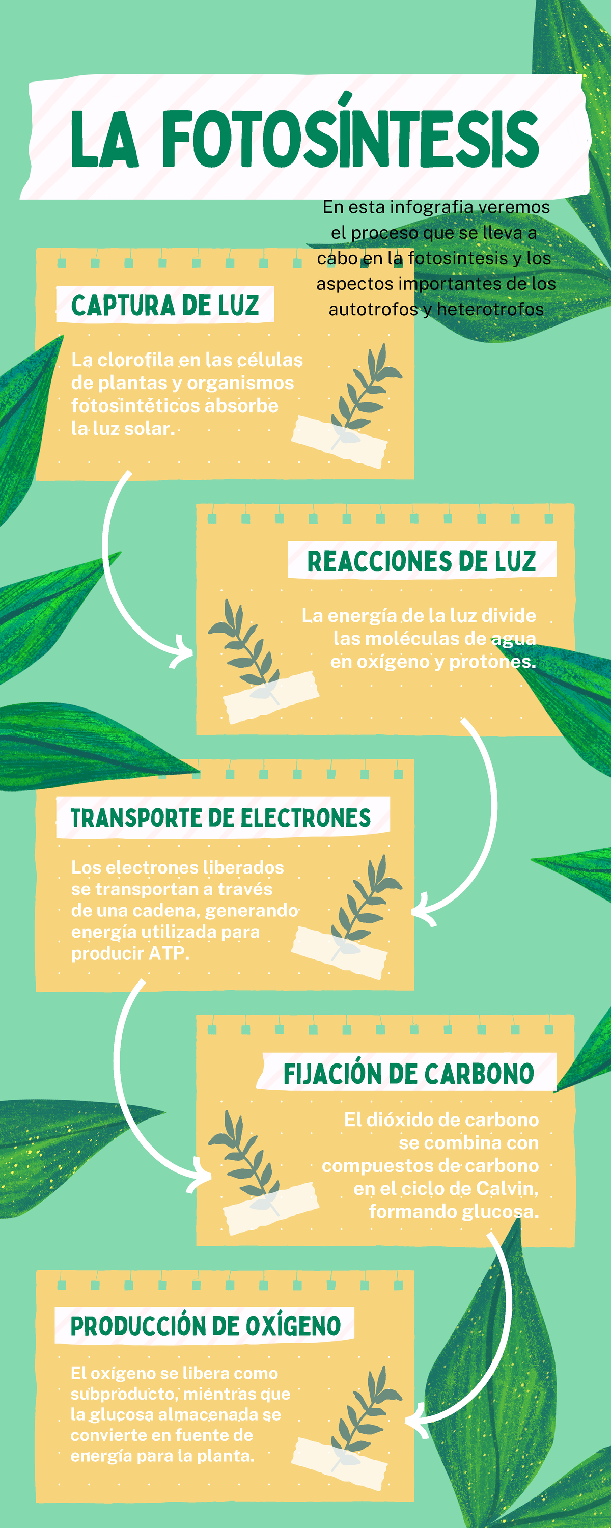 Infografía de la fotosíntesis ilustrado verde y amarillo - El dióxido ...