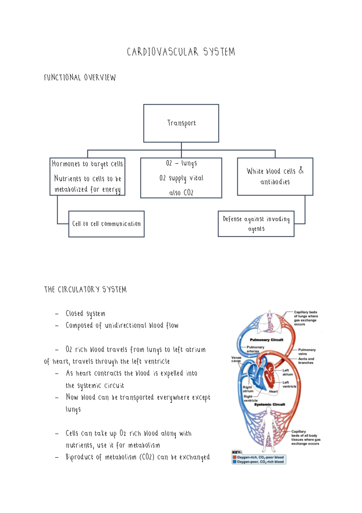 Cardiovascular System 144 - 278 - SUN - Studocu