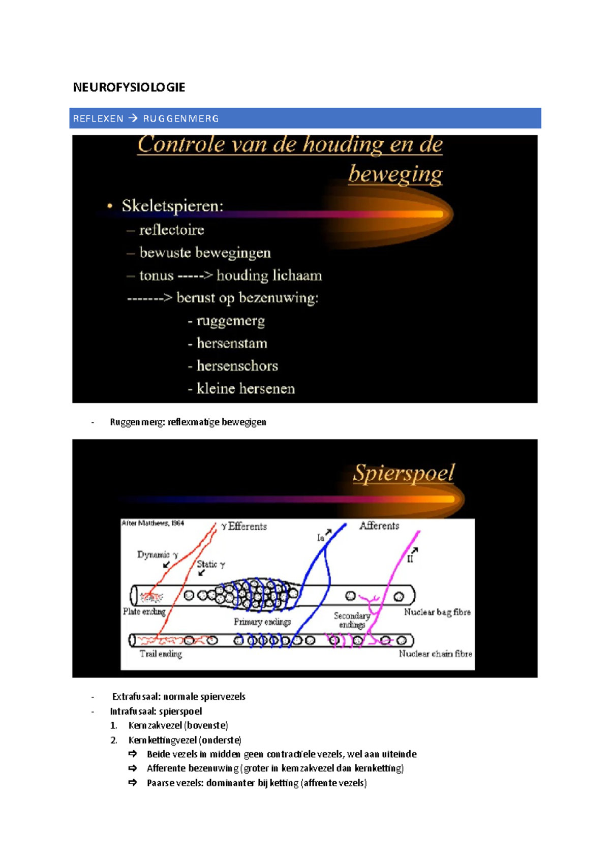 Neurofysiologie-lesnotities - NEUROFYSIOLOGIE REFLEXEN RUGGENMERG ...