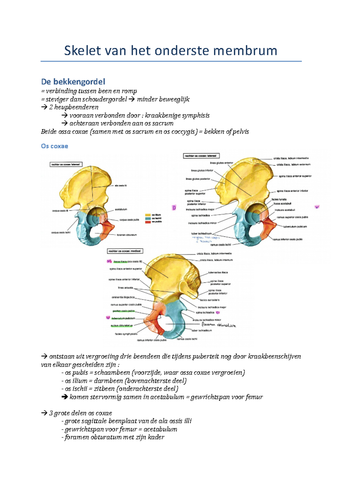 Skelet van het onderste membrum - osteologie - Skelet van het onderste ...