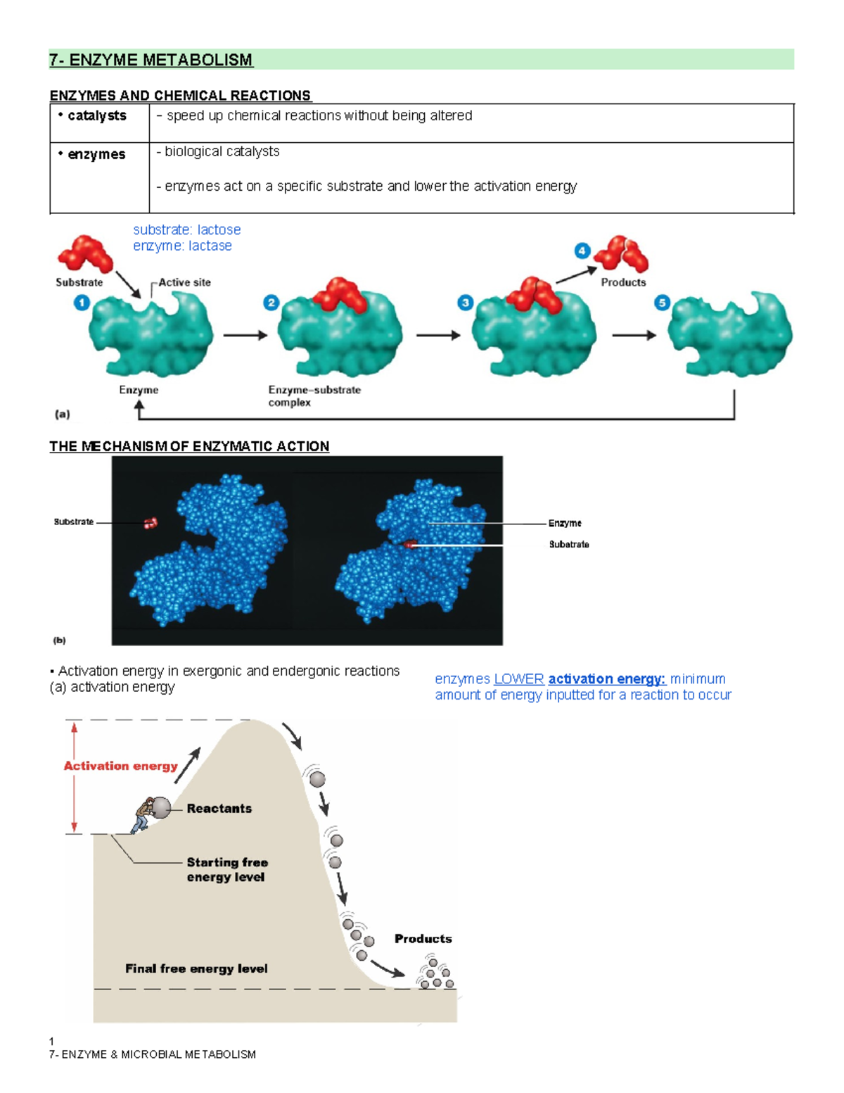 7- Enzyme & Microbial Metabolism - 7- ENZYME METABOLISM ENZYMES AND ...