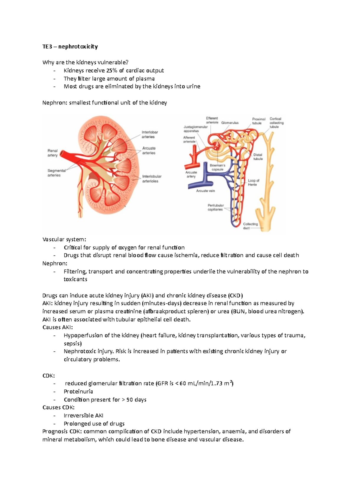 TE3 nephrotoxicity college - TE3 – nephrotoxicity Why are the kidneys ...