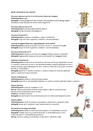 KNGF Richtlijn Lage Rugpijn Samenvatting - Richtlijn Lage Rugpijn KNGF ...