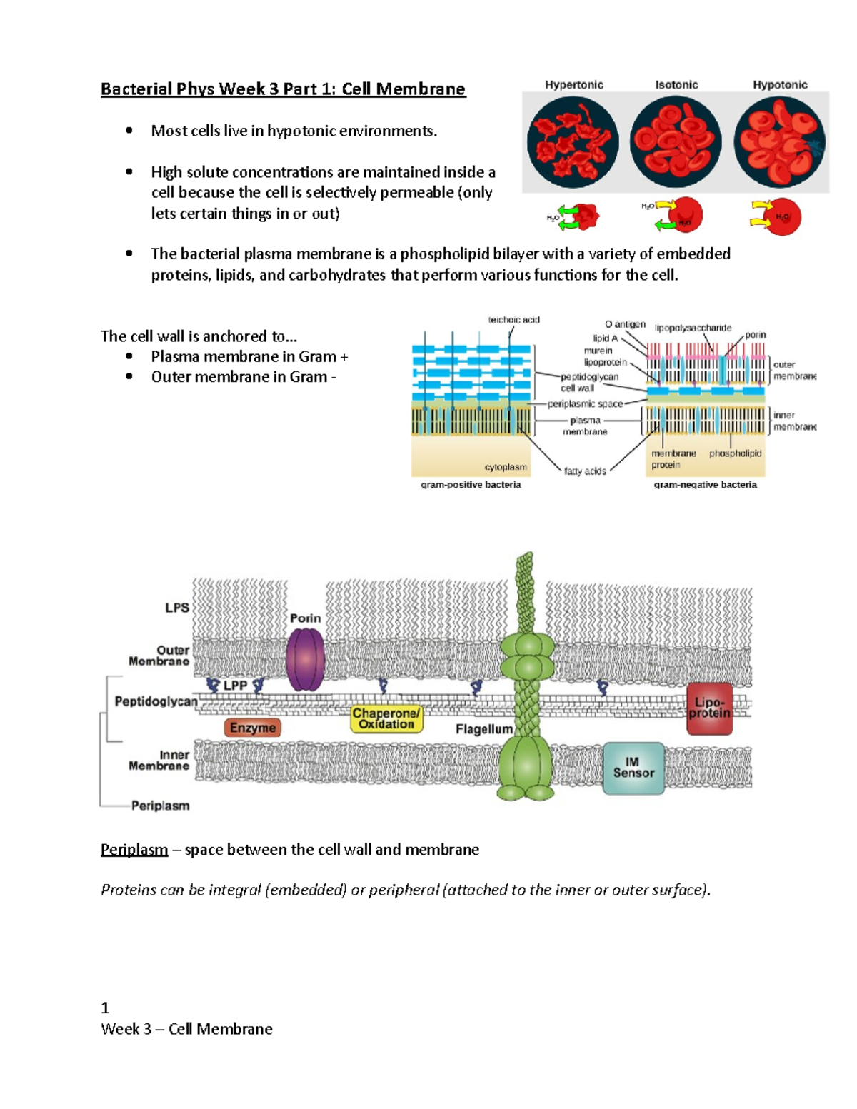 Bacterial Phys Week 3 Part 1 Lecture Notes - Bacterial Phys Week 3 Part ...