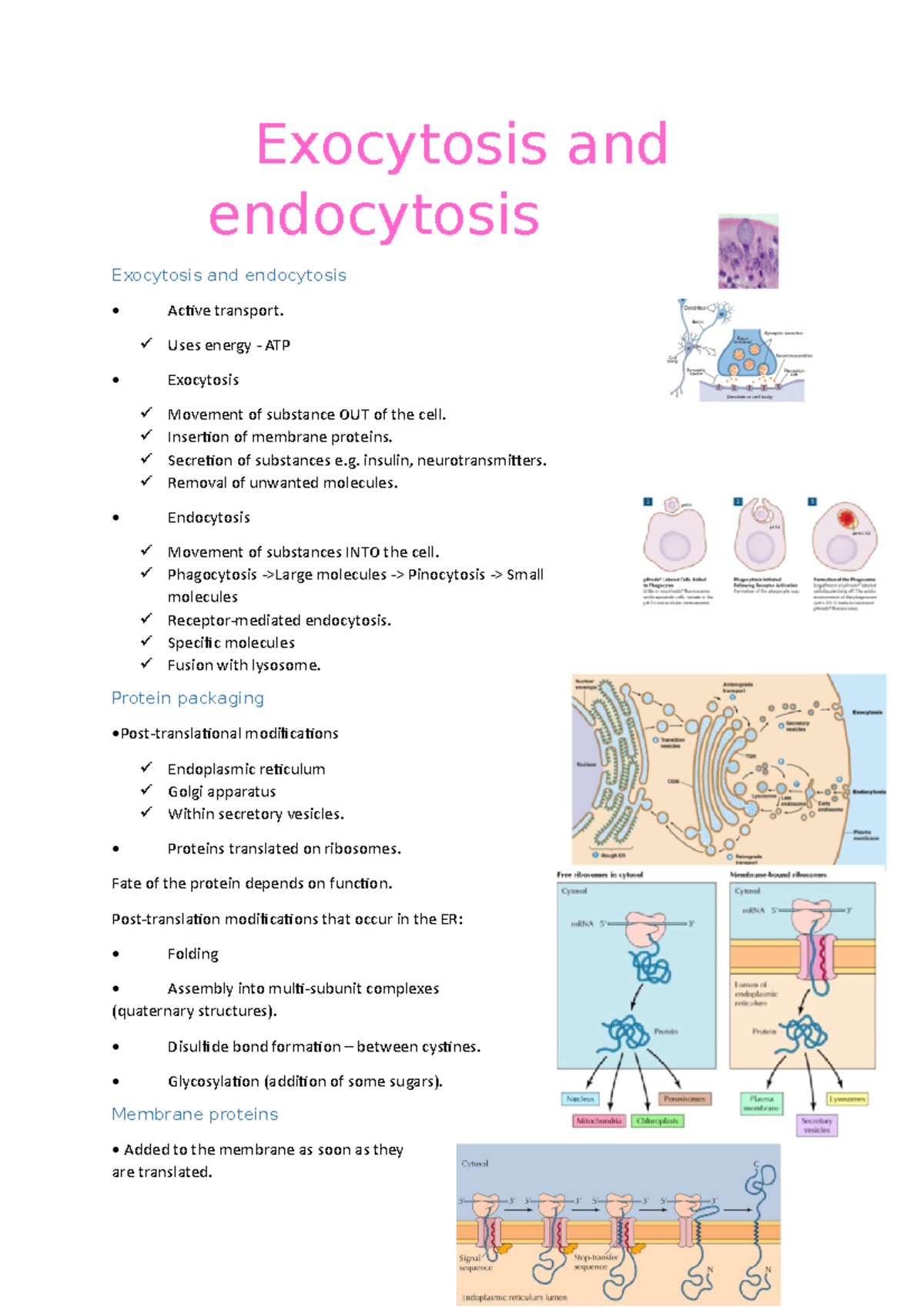 exocytosis-and-endocytosis-exocytosis-and-endocytosis-exocytosis-and