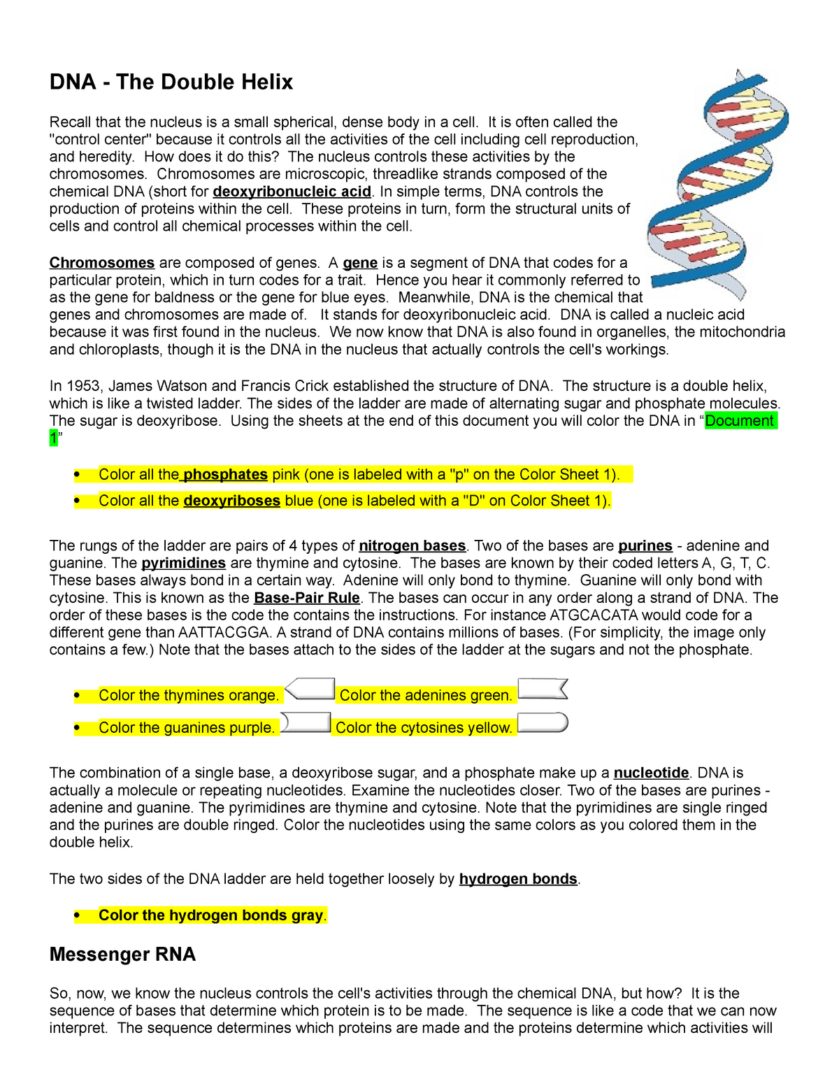 DNA+Worksheet - Included in document. - DNA - The Double Helix With Regard To Dna Replication Coloring Worksheet