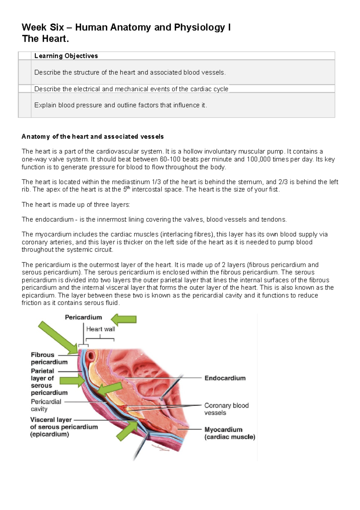 Week Six – The Heart - Notes for week 6 - Week Six – Human Anatomy and ...
