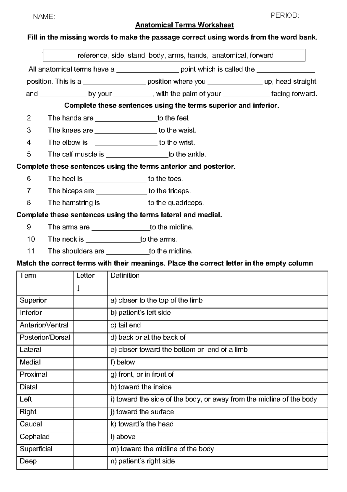 Anatomical Terms Worksheet - reference, side, stand, body, arms, hands ...