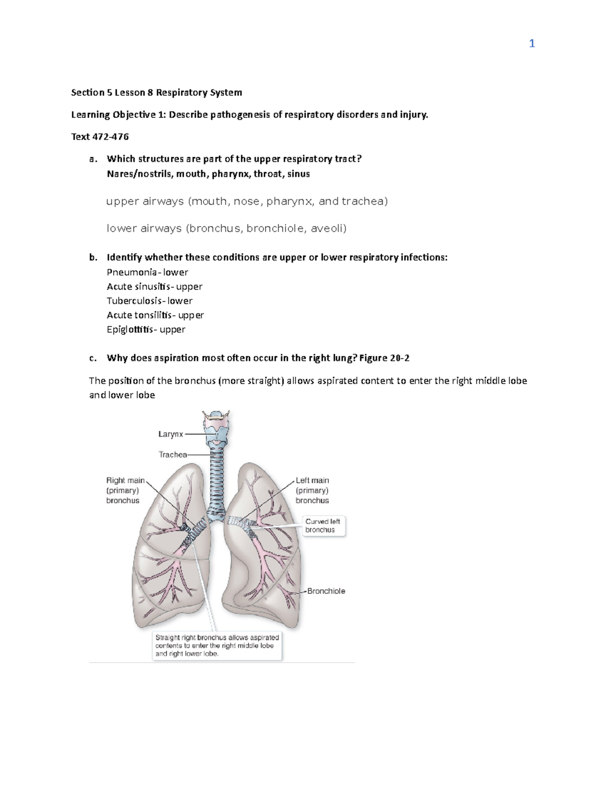 Section 5 Lesson 8 Respiratory D236 WGU - Section 5 Lesson 8 ...