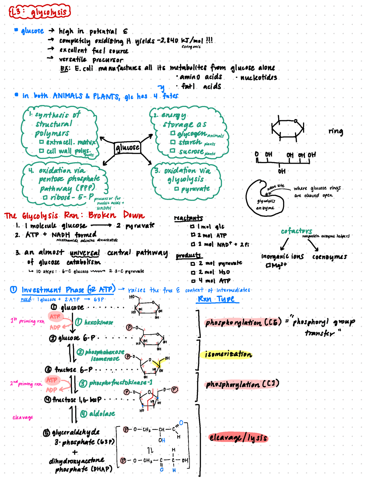 🌿 L3 glycolysis + glucose - L3i-gly/ysismT glucose t high in potential ...