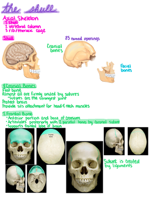 Peripheral Nerves Cranial Thiestomientratterttsessasifanial