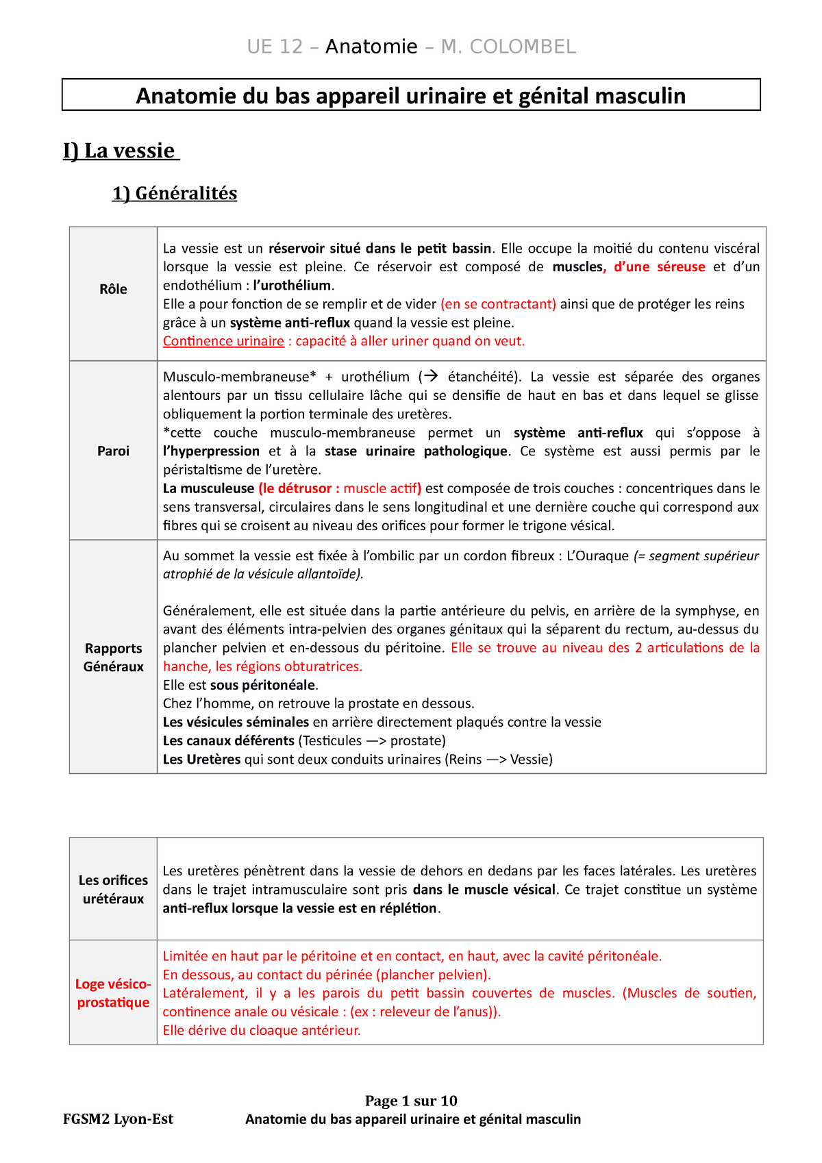 Prostate vessis Résumé de cours Licence médecine. Anatomie du bas