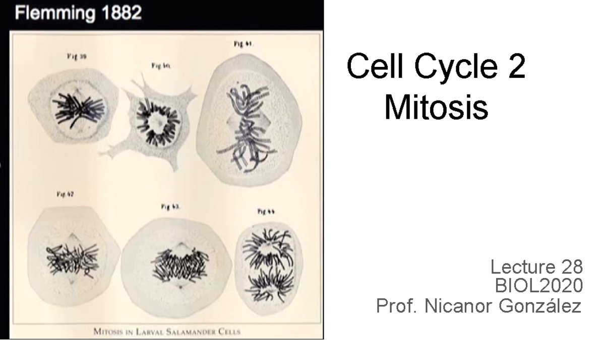 Lecture 27 cell cycle 3 - Cell Cycle 2 Mitosis Lecture 28 BIOL Prof ...