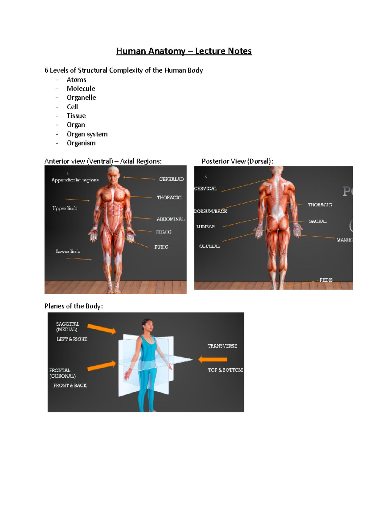 Human Anatomy Lecture Notes From Week 1-3 - Human Anatomy – Lecture ...