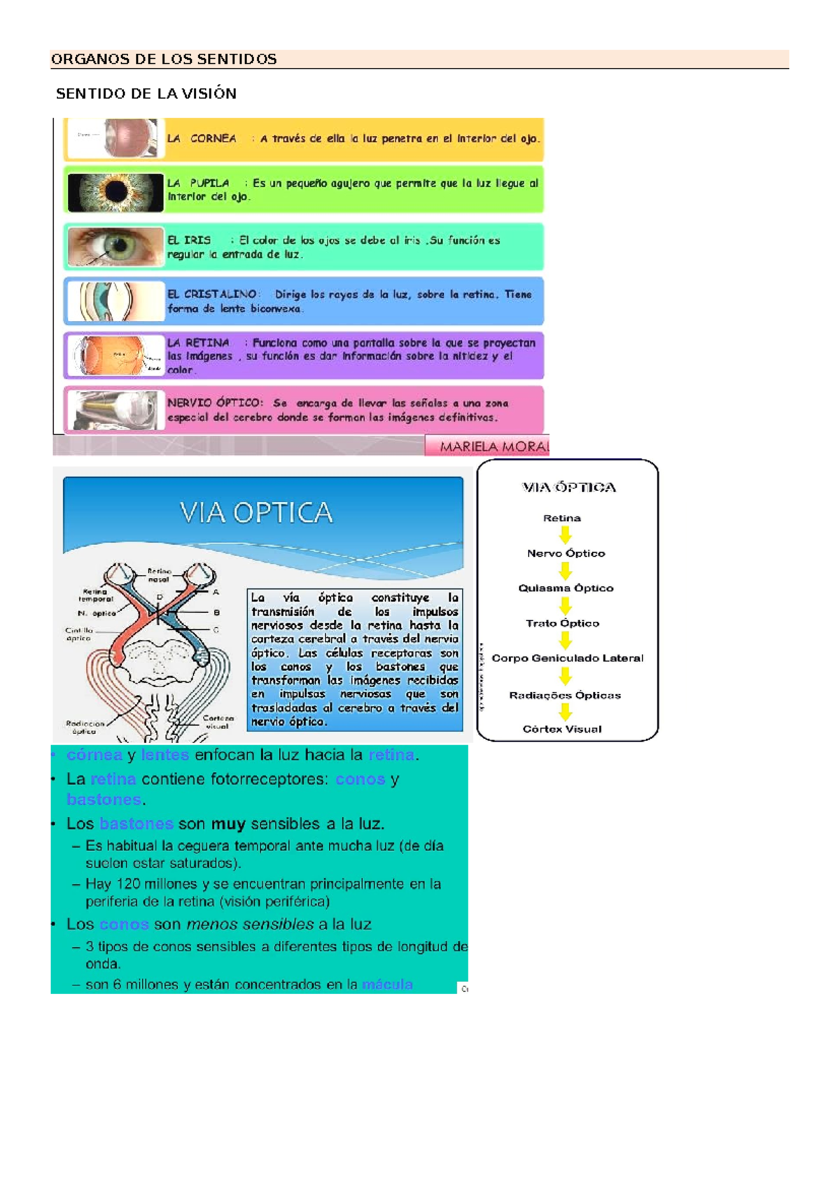 Organos DE LOS Sentidos - ORGANOS DE LOS SENTIDOS SENTIDO DE LA VISIÓN ...