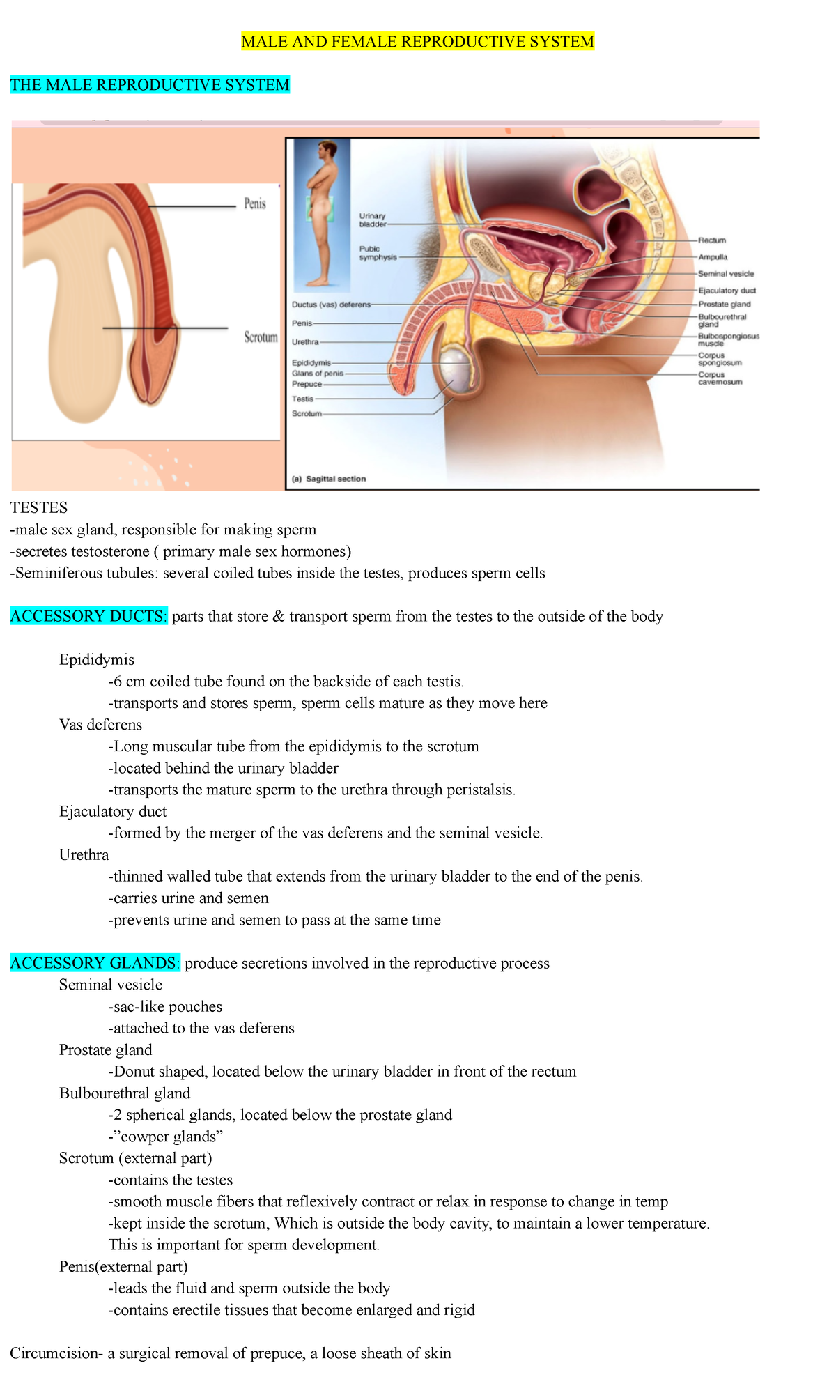 REPRODUCTIVE SYSTEM -transports and stores sperm, sperm cells mature as  they move here Vas deferens - Studocu