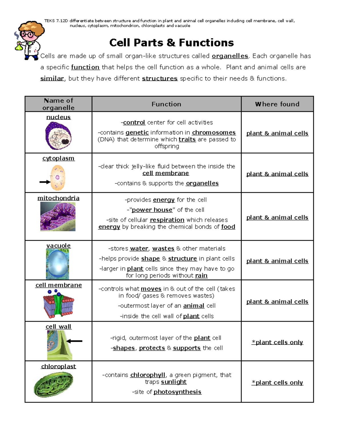 parts of a plant cell and their functions