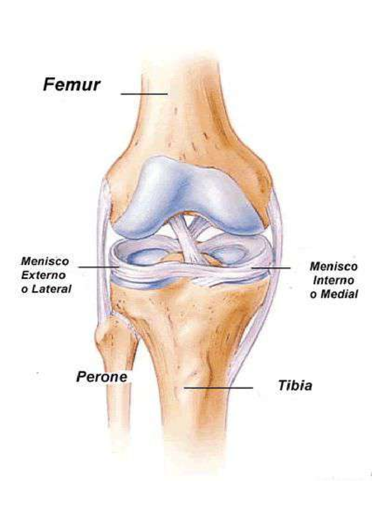 Articulación de la rodilla - Estructura y función - Femur Menisco ...
