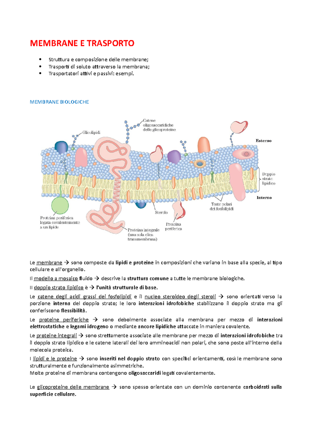 Membrane E Trasporto - MEMBRANE E TRASPORTO Struttura E Composizione ...