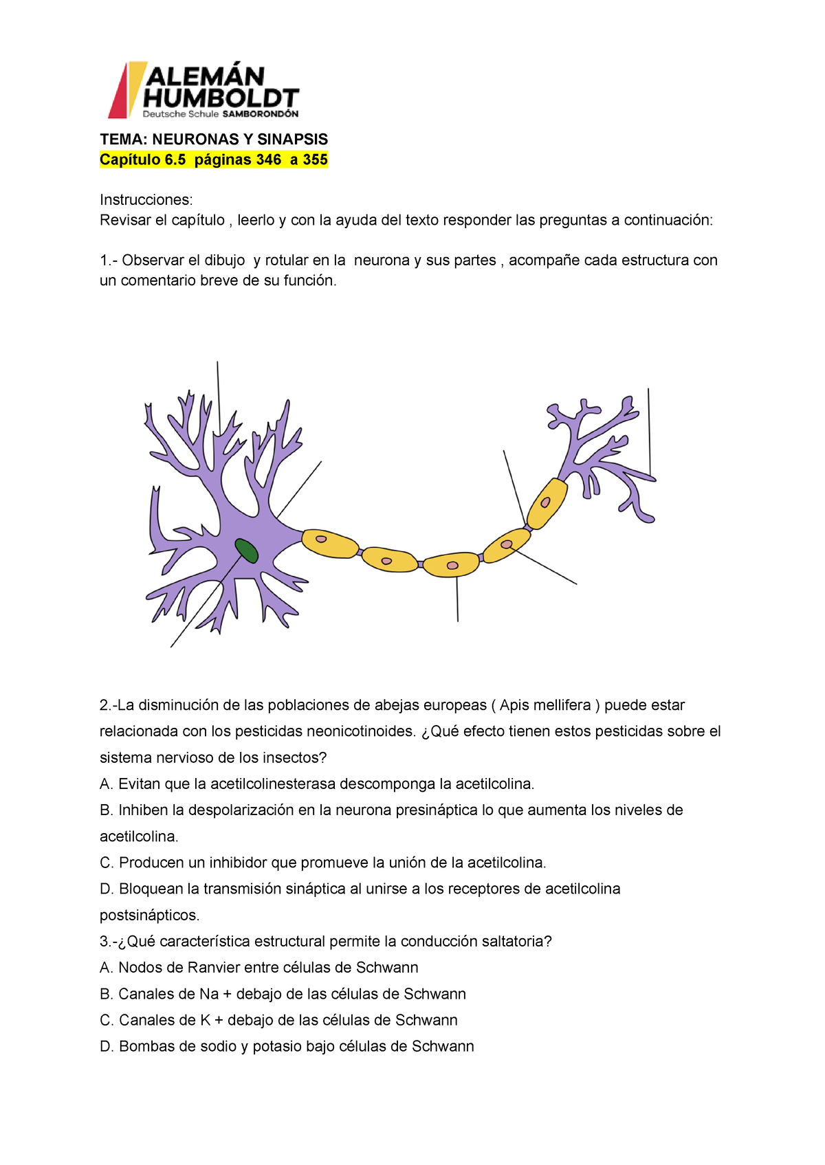 neurona presináptica etiquetada