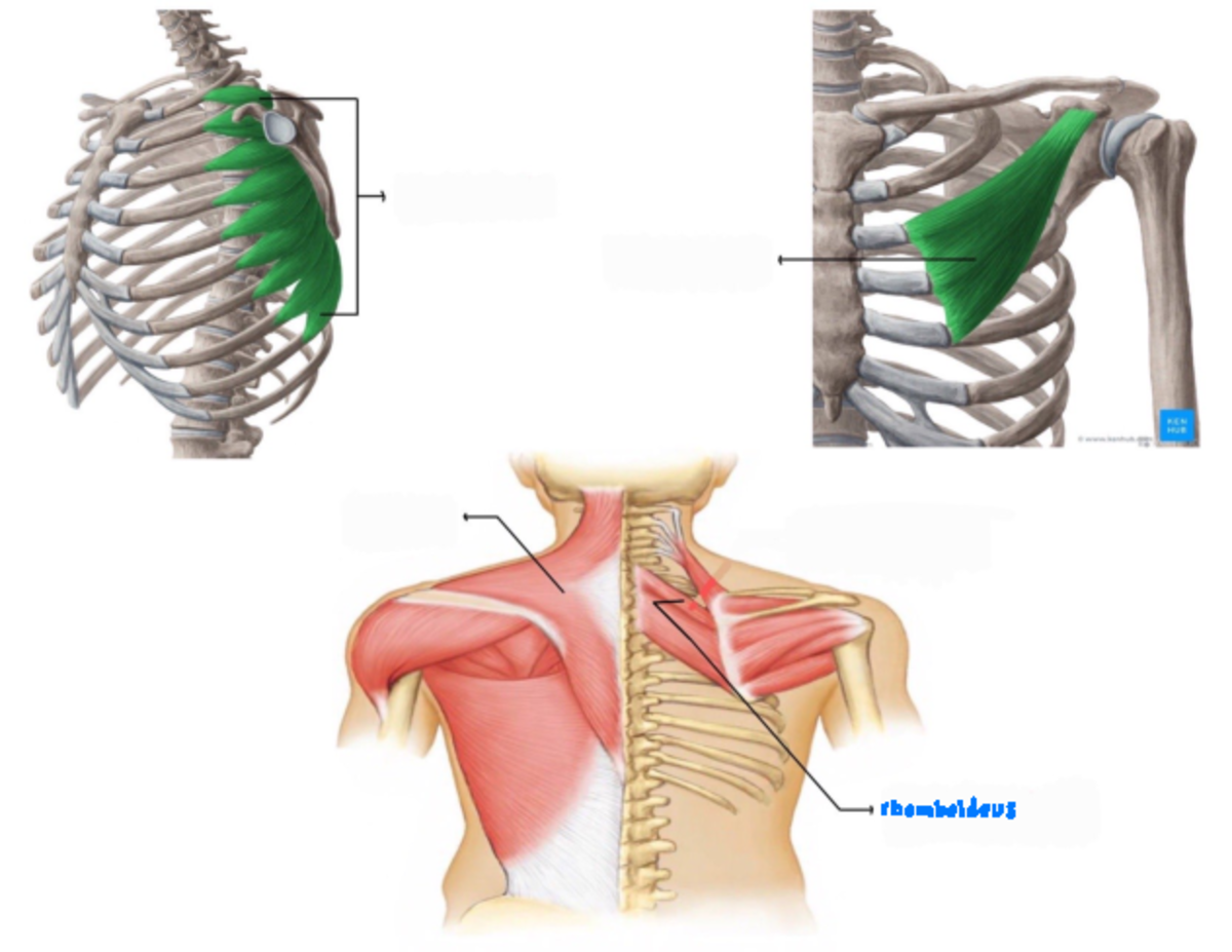 Muscles that Move the Pectoral Girdle - ANAT 231 F - FC - Studocu