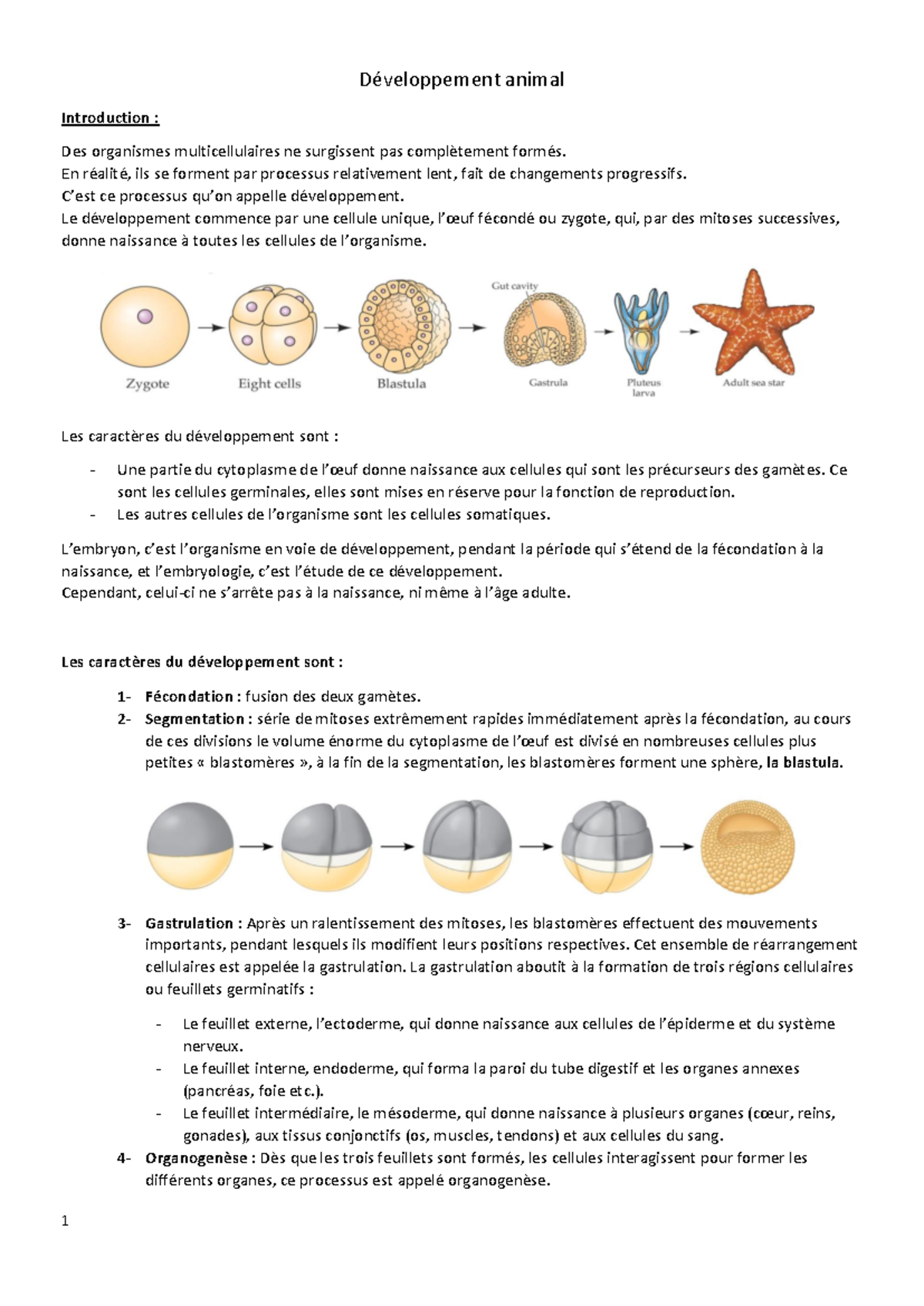 Développement animal - Emberiologio - Développement animal Introduction ...