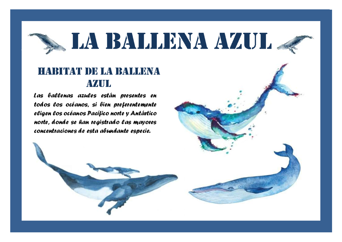 LA Ballena AZUL Documento de investigación sobre un mamífero esta es