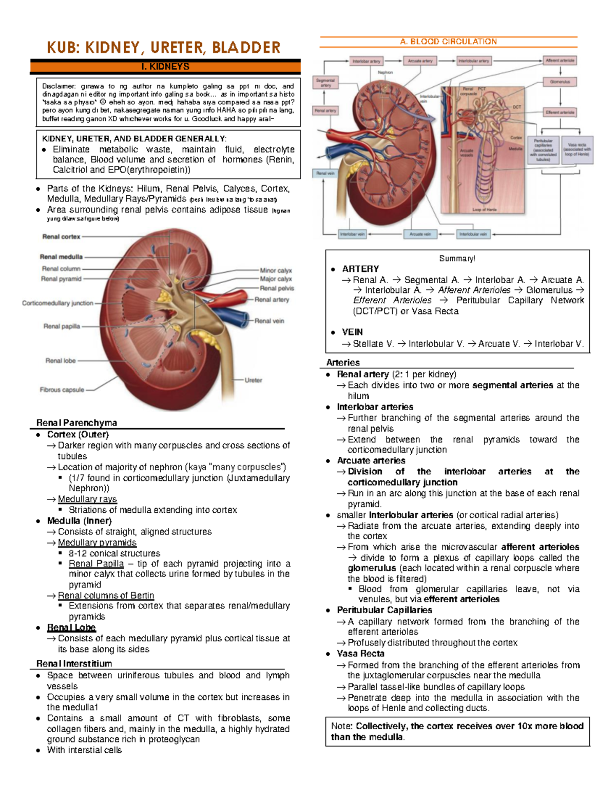 Histology: Kidney, Ureter, Bladder - KUB: KIDNEY, URETER, BLADDER I ...