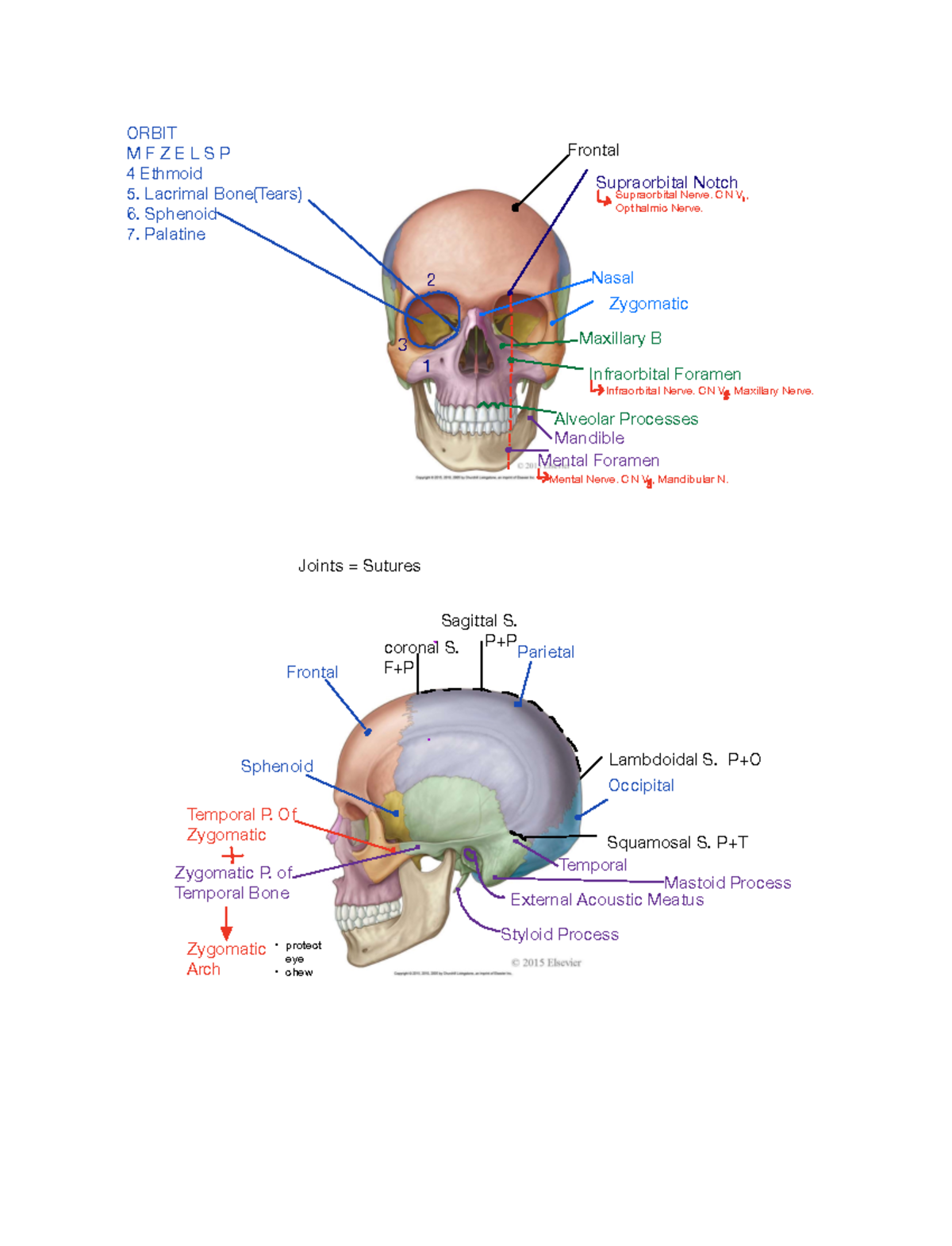 Skull Notes - q O ####### 1 I 2 man 1 3 I a I l in t o o o t Frontal ...