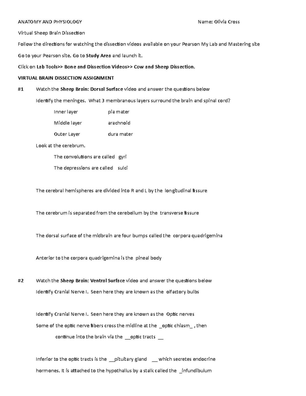 Virtual Brain dissection r22 ANATOMY AND PHYSIOLOGYVirtual Sheep