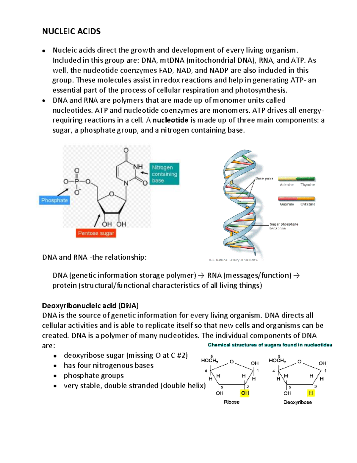 Nucleic Acids - NUCLEIC ACIDS Nucleic acids direct the growth and ...