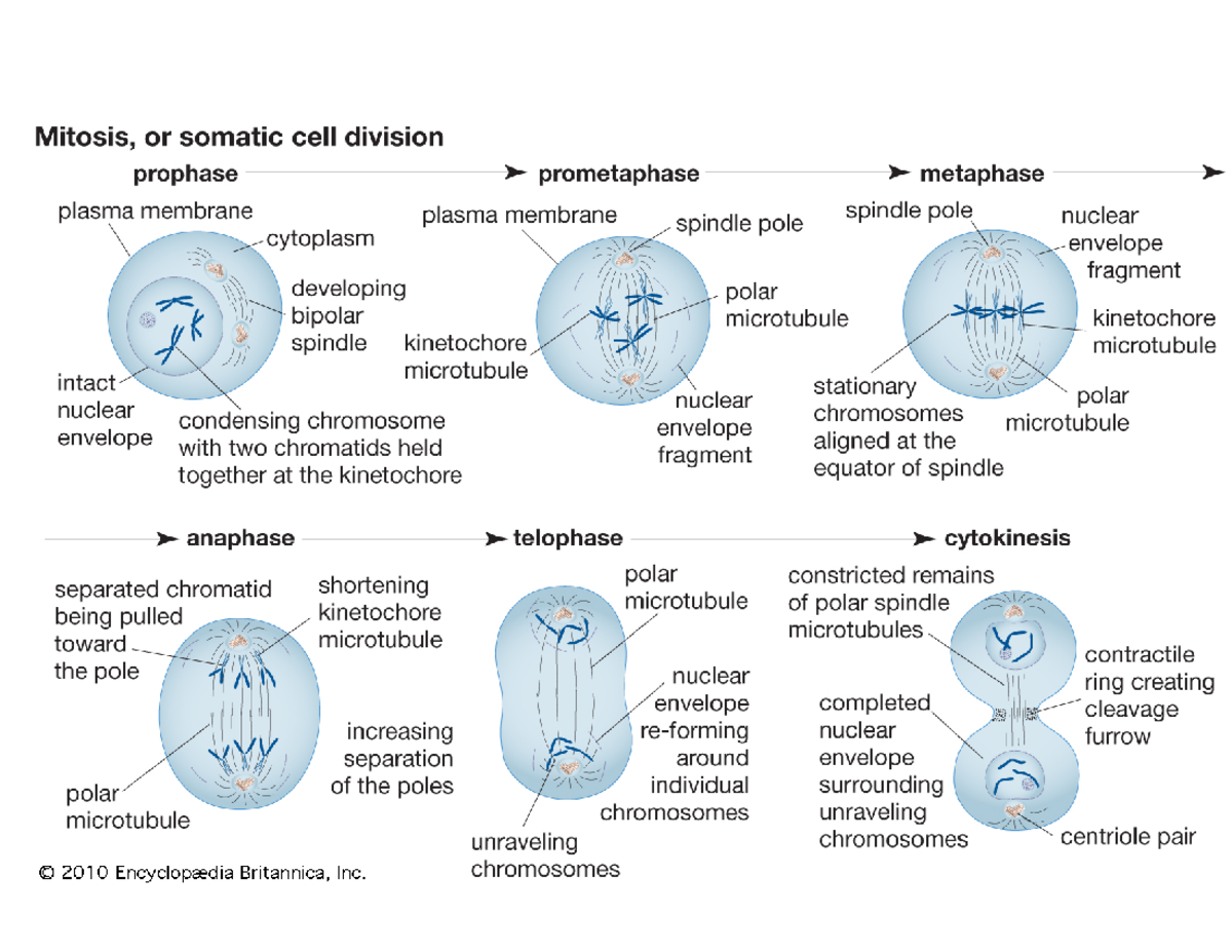 BIO 202 Chapter 12-13 Diagrams - Mitosis, or somatic cell division ...