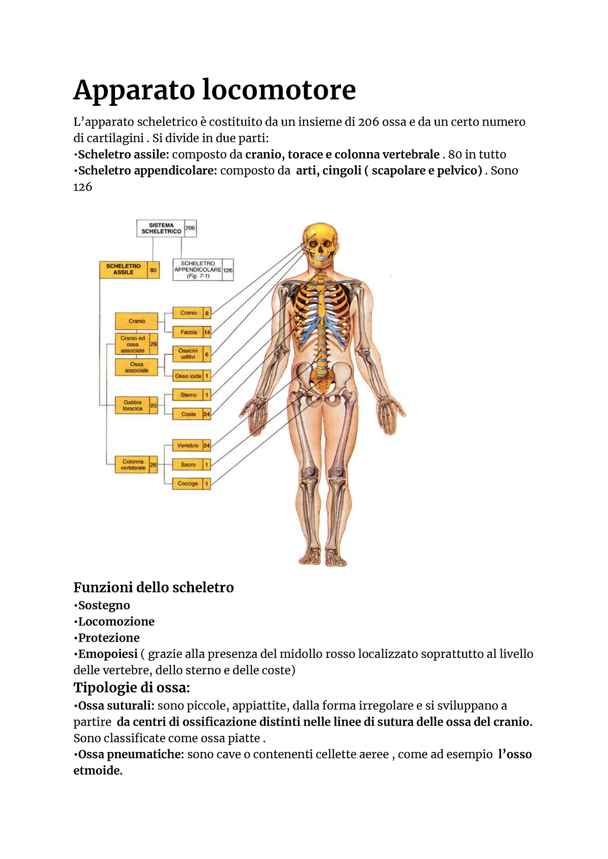 ANATOMIA UMANA 1 - APPARATO LOCOMOTORE 