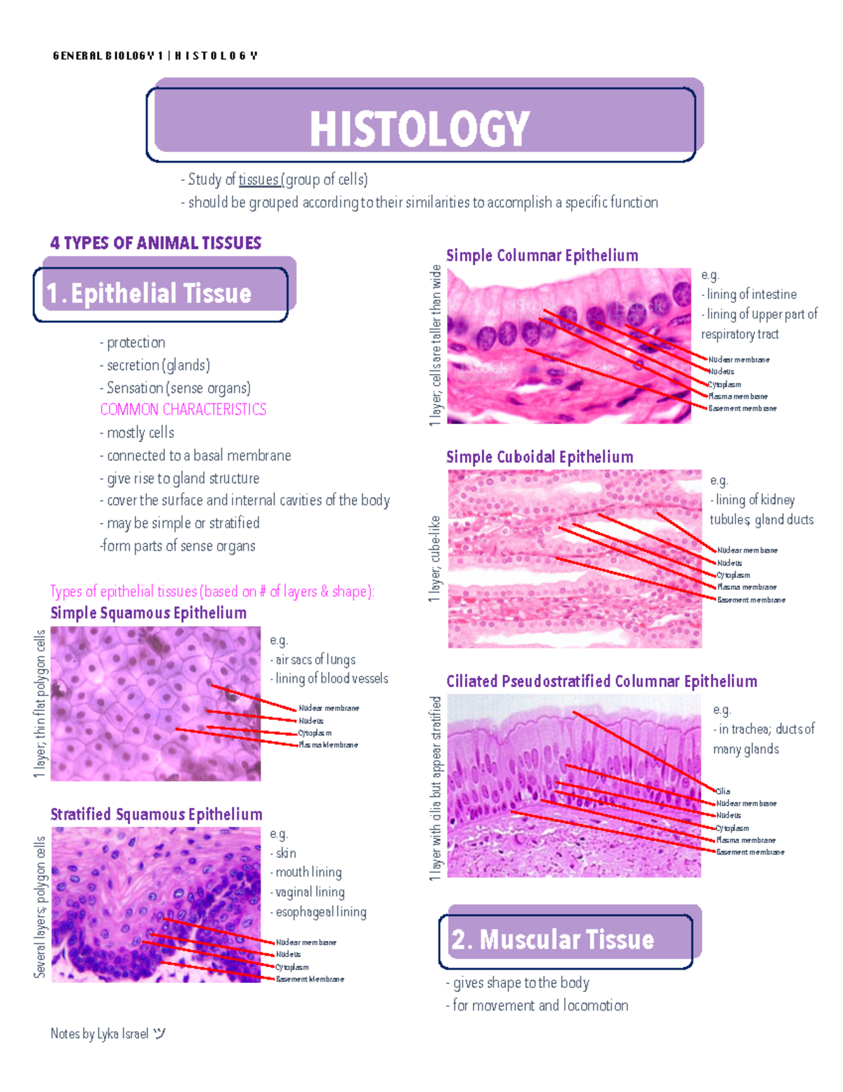 Animal Histology - Lecture Notes 1 - Warning: TT: Undefined Function ...