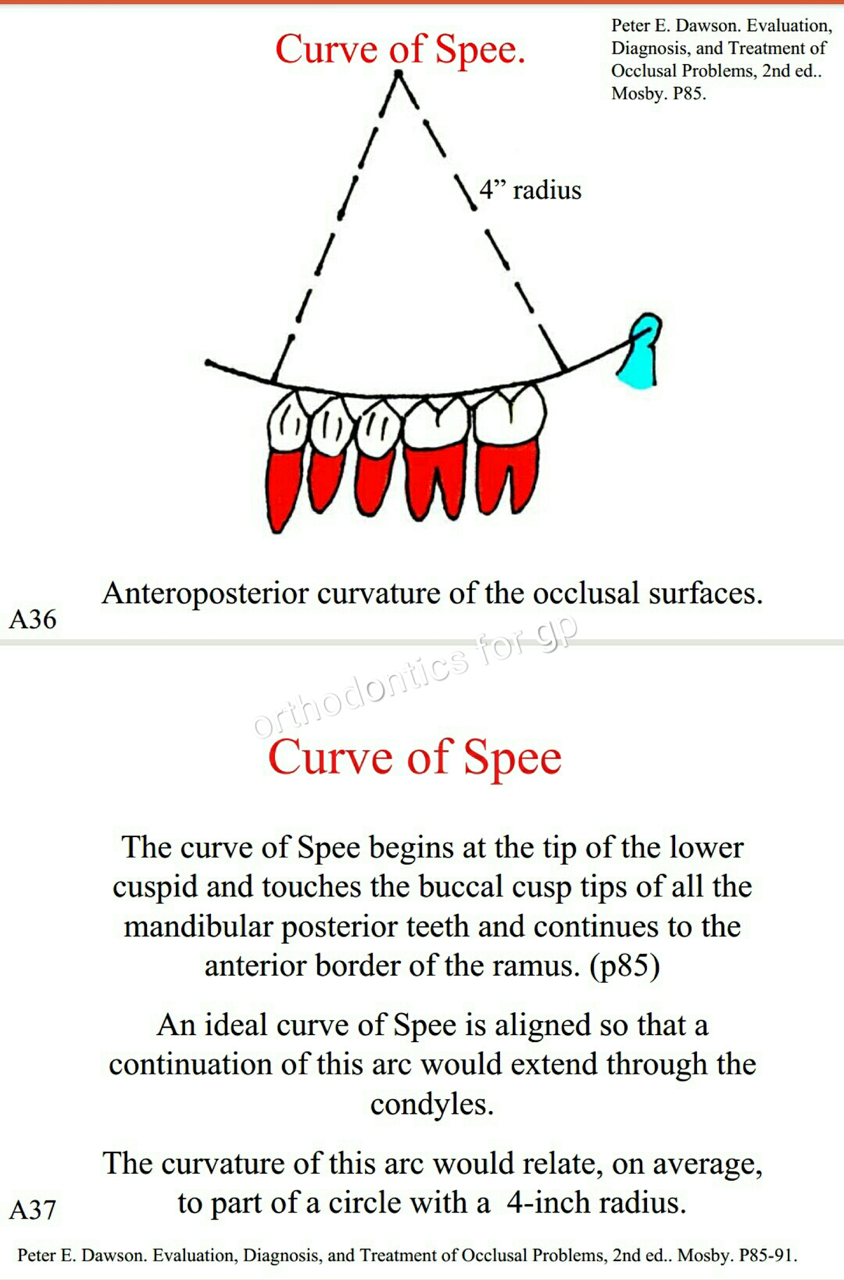 Perfect Bite? Understanding The Spee And Wilson Curves - pe8lid9